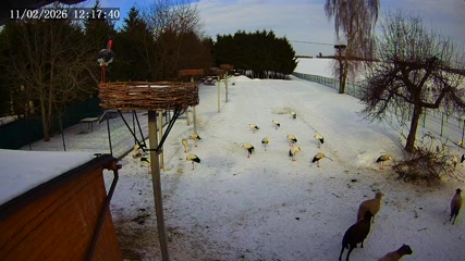 Webcam - Kozubszczyzna