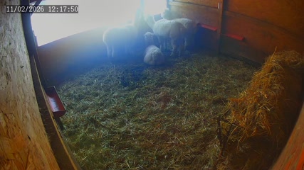 Webcam - Kozubszczyzna